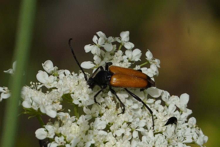 Cerambycidae: Paracorymbia fulva? S